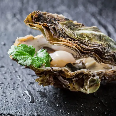 Auster reich an Zink